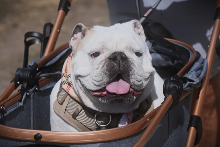 Cum să călătorești cu un animal de companie: Reguli și sfaturi